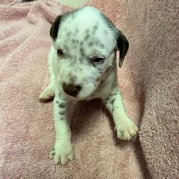 Boy 1 - White and liver brown male Dalmatian puppy in Leavenworth, Kansas from Tally Ho Dalmatians