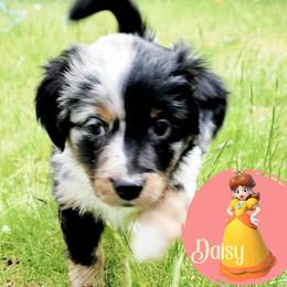 Miniature Australian Shepherd Puppies from Wonderland Aussies