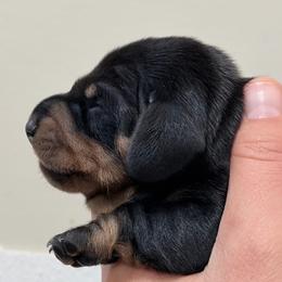 Enzo - Black and tan male Dachshund puppy in Crystal, Michigan from Mare-Bella Smoothcoat Edition