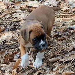 Boxers from Chinquapin Hill