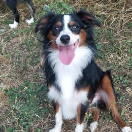 Douglas (M, Black tri) - Black tri Miniature Australian Shepherd puppy in Canyonville , Oregon from Circle E Aussies