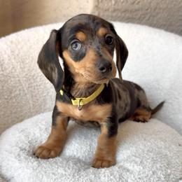Zoey - Dapple female Dachshund puppy in Goodyear, Arizona from AZ Royal Doxies llc