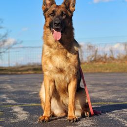 German Shepherd All Grown Up from Von Kühnheit German Shepherd Kennels