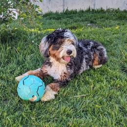 Pebbles - Bernedoodle