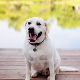 Double Doodle and Labrador Retriever All Grown Up from McCreary Highlander Labradors