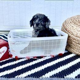 "Tiana" Goldendoodle Puppies from Sweetgrass Goldendoodles of Moncks Corner