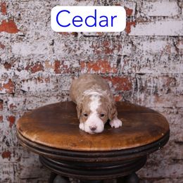Cedar - Red  male Goldendoodle puppy in Calhoun, Georgia from Happy Top Doodles
