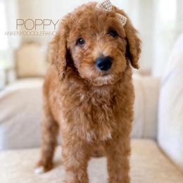 POPPY new price REDUCED BY 900 - Apricot male Goldendoodle puppy in Independence, Oregon from ANKENY DOODLES