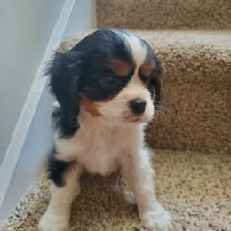 Border Collie and Cavalier King Charles Spaniel Puppies from Magnolia Acres