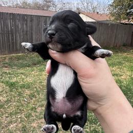 Socks - Black female Dachshund puppy in Burleson, Texas from Sarah’s Dachshies
