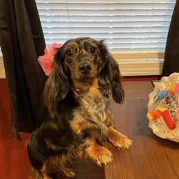 Pockets - Dachshund