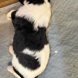 Zuri - female Newfypoo puppy in San Antonio, Texas from Mammoth Doodles