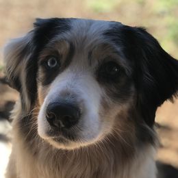 Aspen - Australian Shepherd