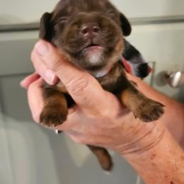 Dachshund Puppies from Sherri LucianoSanders