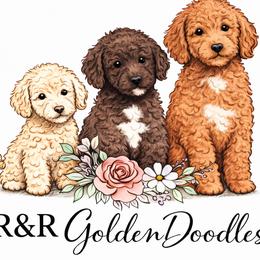 Poodles from R&R Goldendoodles