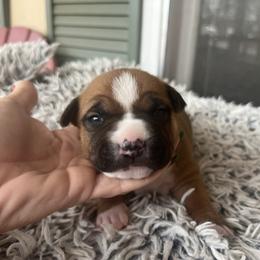 Vixen - Red female American Staffordshire Terrier puppy in Marietta, Georgia from Ambition Amstaffs