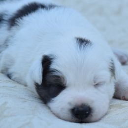 Border Collies from Rose Hollow Border Collies