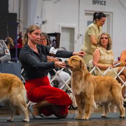 Golden Retriever Puppies from Canyon Ridge Goldens