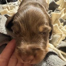 Ron Weasley - Chocolate and tan male Dachshund puppy in San Antonio, Texas from Chocolate Pet Connection