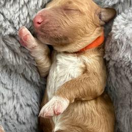 Mr. Orange - Parti male Goldendoodle puppy in Valley Center, Kansas from The Goldendoodle Gal