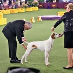 Pointer Puppies from Playlist Pointers