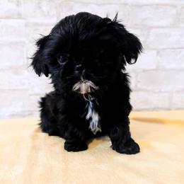 Felix - Black male Shih Tzu puppy in West Pawlet, Vermont from Morgan's Shih Tzus