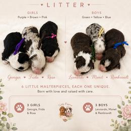 Georgia - Tri-color female Bernedoodle puppy in Atlanta, Georgia from Teddy Puppies