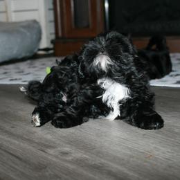 Shih Tzu Puppies from Shih Tzu Kennels