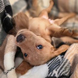 Rockin Robin - Red female Labradoodle puppy in Lansing, North Carolina from Murphy Manor Mountain Doodles
