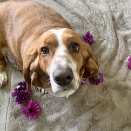 Ruby - Basset Hound