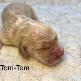 Tom-Tom - Golden male Golden Retriever puppy in New Ringgold, Pennsylvania from Hawk Mountain Doodles