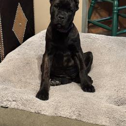 Purple Girl - Black brindle female Cane Corso puppy in Piedmont, South Dakota from Twisted Sisters