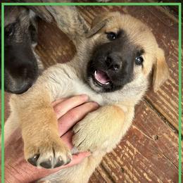 Light Green - Fawn female Anatolian Shepherd Dog puppy in Clark, Wyoming from Fyne Acres