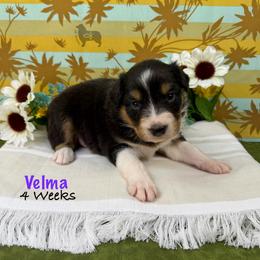 Velma - Black tri-color female Australian Shepherd puppy in El Dorado Springs, Missouri from OR Aussies