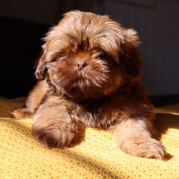 Chocolate and tan - Chocolate and tan male Shih Tzu puppy in Clinton, Tennessee from Southland’s Shih Tzus