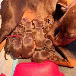 Doberman Pinscher puppies from Living Hope Dobies and Doxies