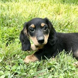 Dachshunds from Emily’s Dachshund Puppies