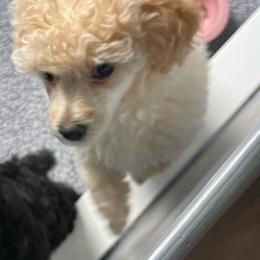 Bluey's - Apricot male Poodle puppy in Port Saint Lucie, Florida from Abbott Standard Poodles