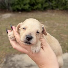 Tater - Cream male Dachshund puppy in Sebring, Florida from Mini Weenies