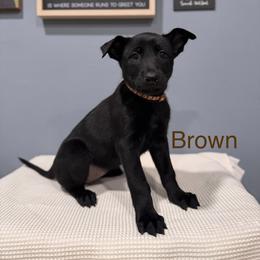 Brown - Black sable female Belgian Malinois puppy in Muskegon, Michigan from Red Acres Working Line K9s
