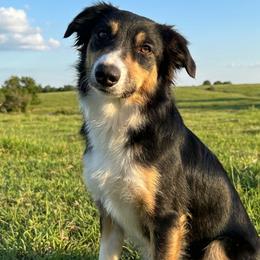 Willow - Border Collie