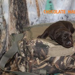 Labrador Retriever Puppies from Copper Creek Outfitters and Kennel