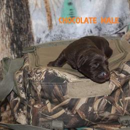 Labrador Retriever Puppies from Copper Creek Outfitters and Kennel