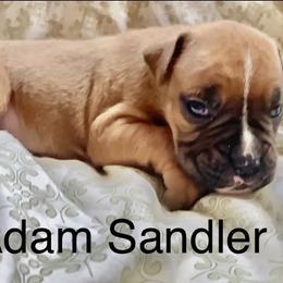 Boy 2 - White Boxer puppy in Canterbury, Connecticut from Franklin’s Boxers