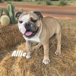 ALLIE - Bulldog