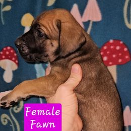 Fawn Female - Fawn female Great Dane puppy in Biscoe, North Carolina from Clouser's Bodacious Danes