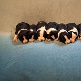 Boy 5 - male Border Collie puppy in St. Cloud, Florida from Marcy's Border Collies