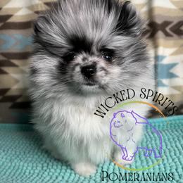 HOLD - AKC FLOWER - Blue merle female Pomeranian puppy in Watkins Glen, New York from Wicked Spirits Pomeranians