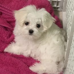 Maltese Puppies from Hummingbird Fields