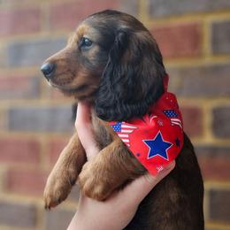 Chewie- AKC- Gorgeous Shaded Red (Mahogany) - Red male Dachshund puppy in Loganville, Georgia from Royal Dackel Haus